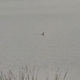 My cormorant
